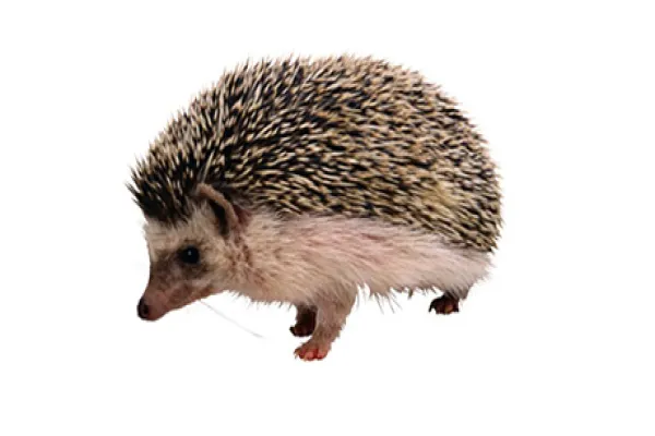 2015-06-gmtl-jpm-hedgehog-large.jpg