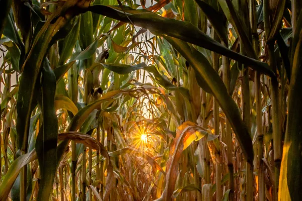 Starburst in a Corn Field