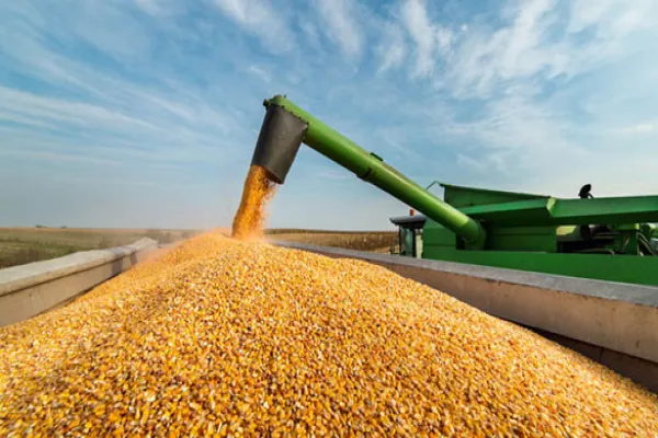 Corn Demand Grows