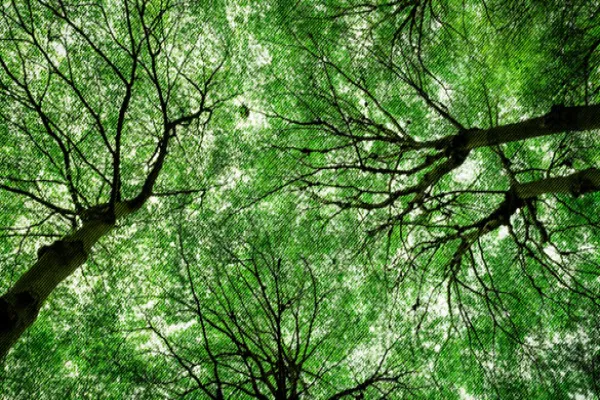 The Future(s) of Emissions Trading