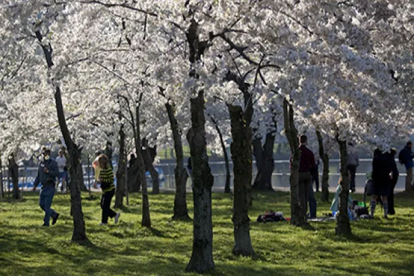 spring-cherry-blossom-large.jpg