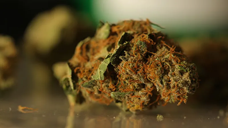 Pot Prices Double as Colorado Retailers Roll Out Green Carpet