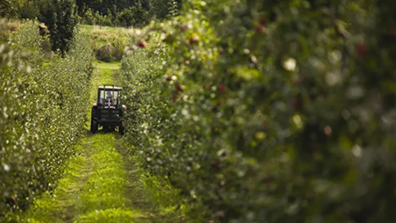 Apple Harvest As Russian Apple Ban Uproots Corporate Haven Status