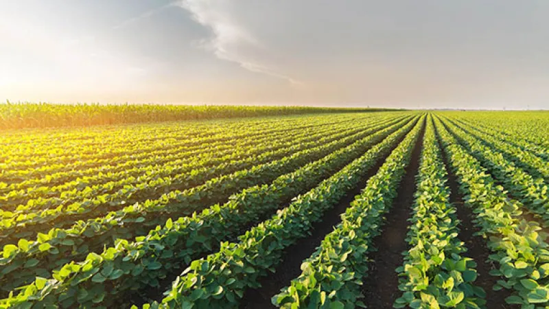 Higher Soy Bean Demand