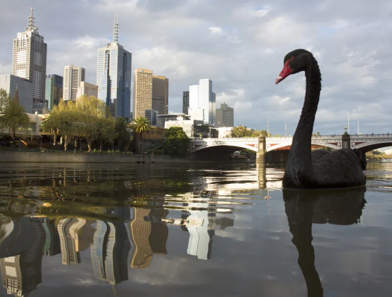 Black swan on river way twilight.