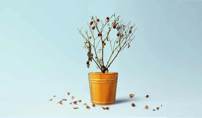 Illustration by Nicolas Ortega