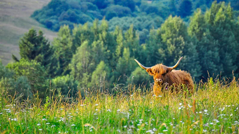 Lower Range to Drive Stealth Bull Market in Bonds